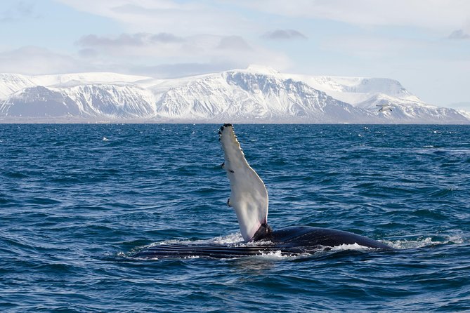 Whale watching